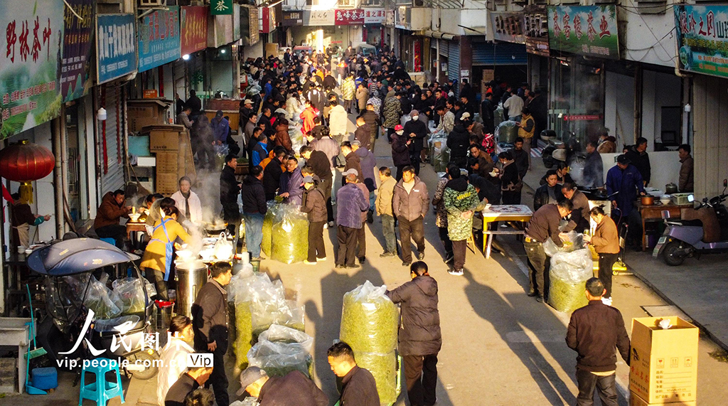 安徽祁門:春茶交易紅火【2】