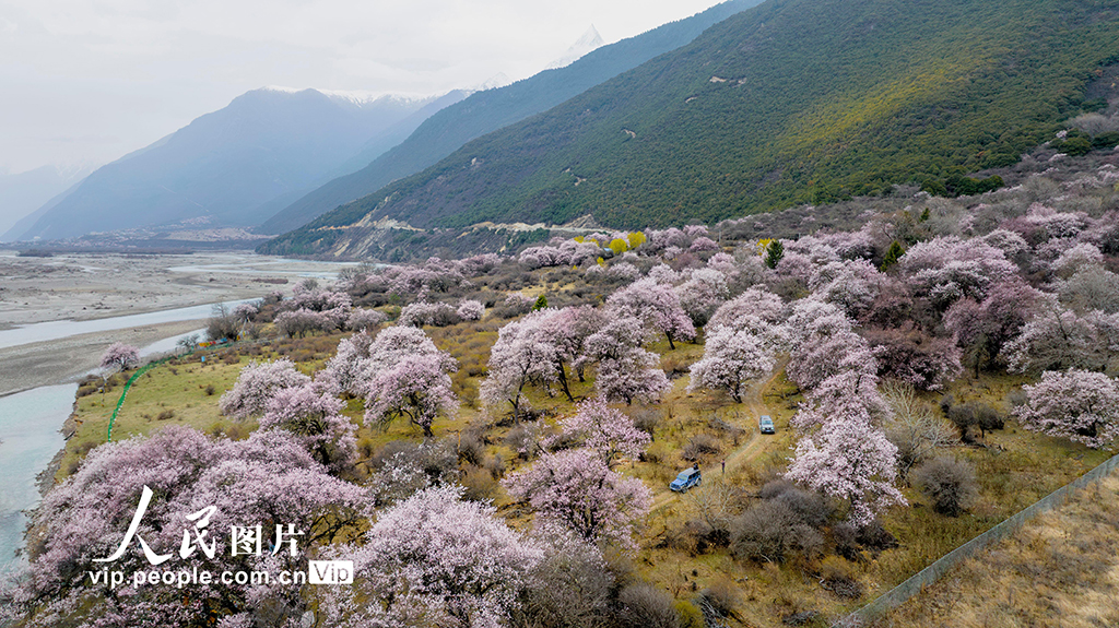 西藏林芝:桃花綻放迎客來【2】