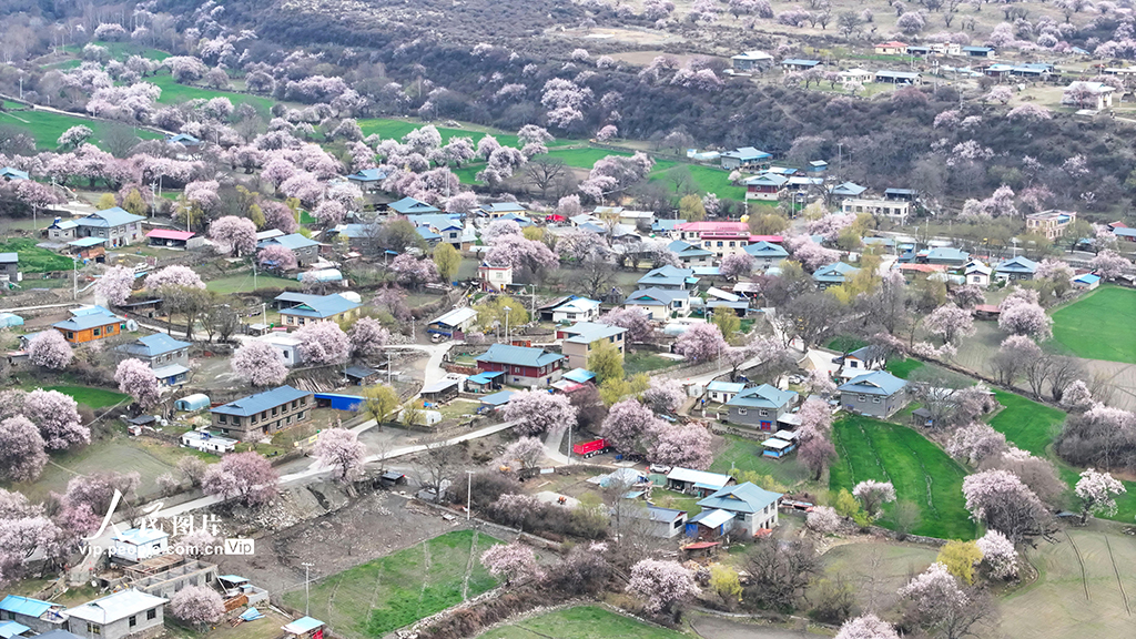 西藏林芝：桃花綻放迎客來