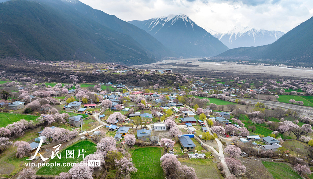 西藏林芝:桃花綻放迎客來【4】