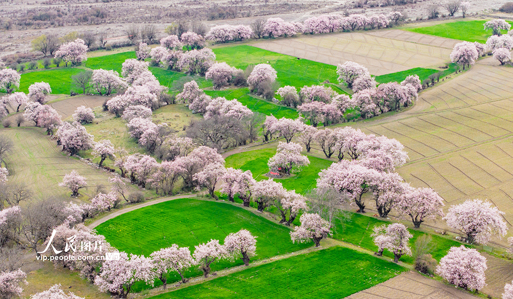 西藏林芝:桃花綻放迎客來【5】