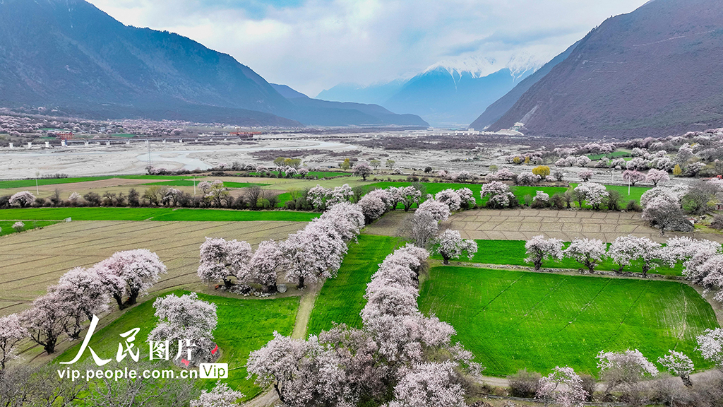 西藏林芝:桃花綻放迎客來【6】
