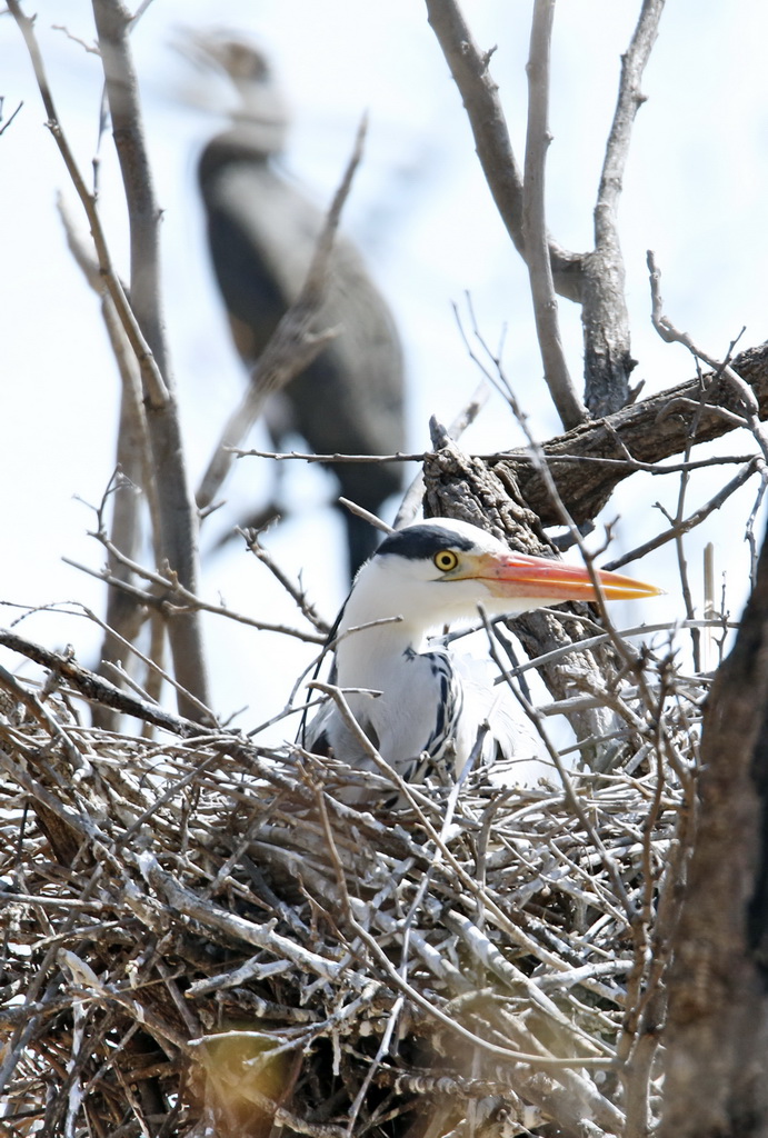這是4月2日在密云水庫鳥島拍攝的蒼鷺。