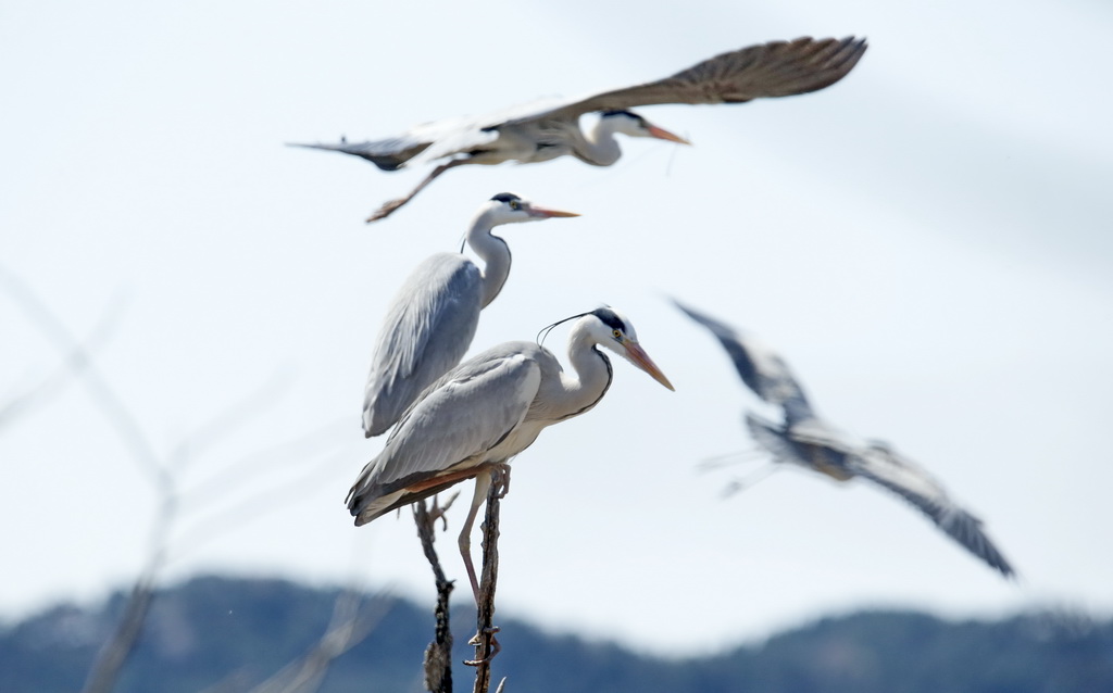 北京密云水庫鳥島候鳥陸續進入繁殖期