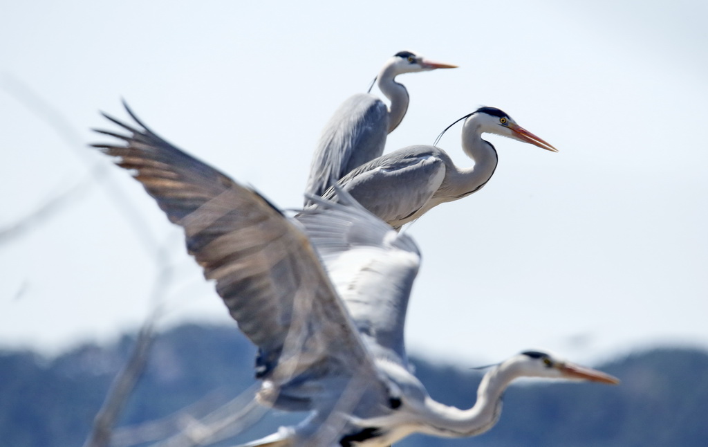 這是4月2日在密云水庫鳥島拍攝的蒼鷺。