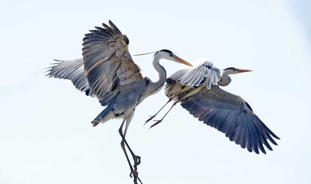 這是4月2日在密云水庫鳥島拍攝的蒼鷺。