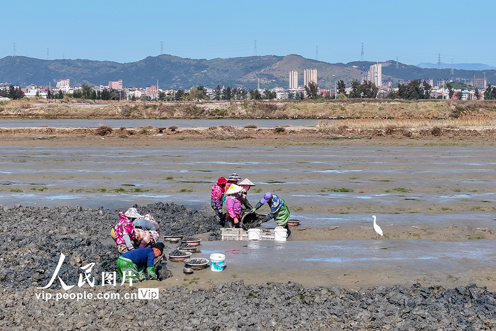 福建福清:千畝海蟶春收忙【3】