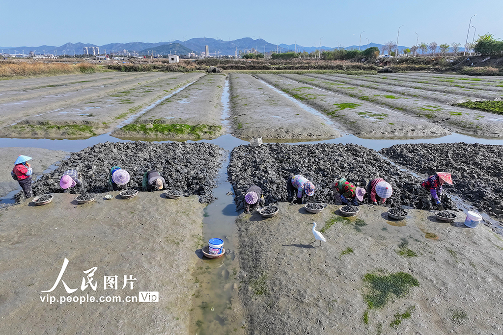 福建福清:千畝海蟶春收忙【4】