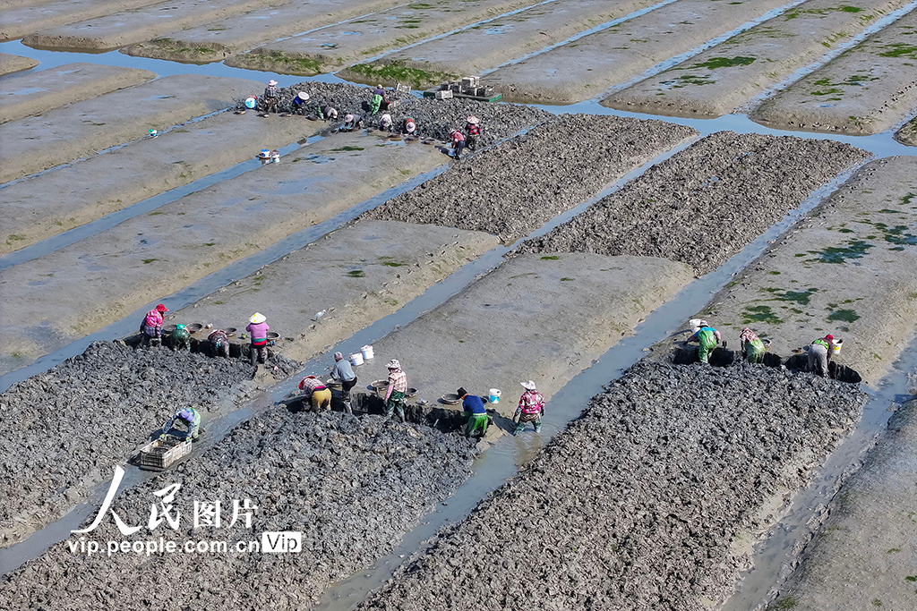 福建福清:千畝海蟶春收忙【2】