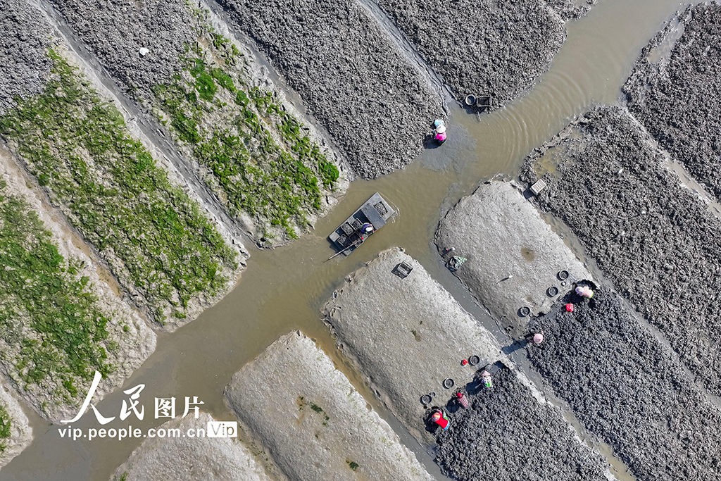 福建福清:千畝海蟶春收忙【5】