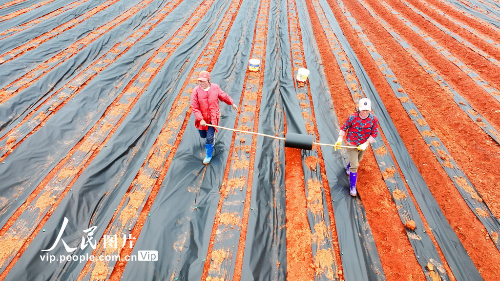 江西永豐:春種中藥材【2】