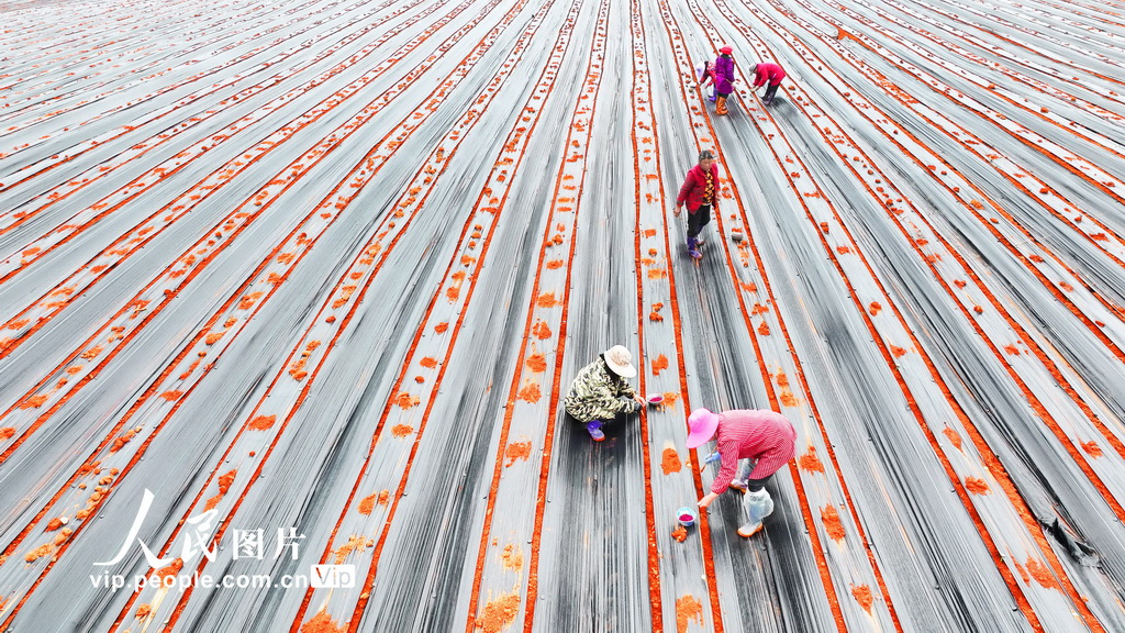 江西永豐:春種中藥材【3】