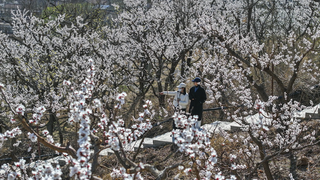 4月3日，游客在河北省遵化市南山常樂谷景區賞花游玩（無人機照片）。新華社發（劉滿倉攝）