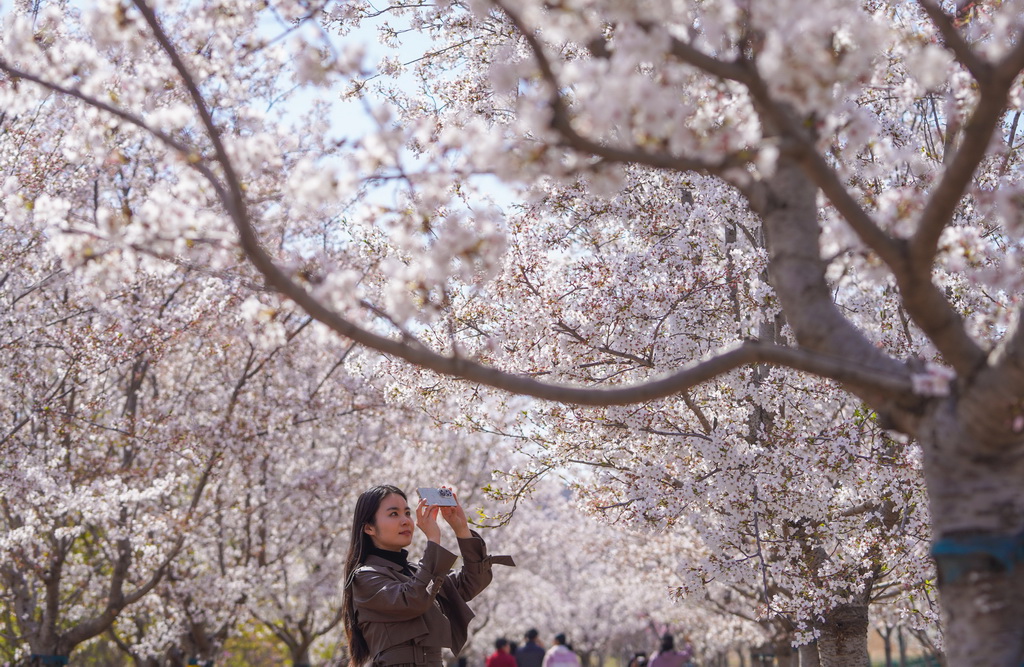 4月2日，游客在山東省淄博文昌湖省級旅游度假區櫻花園賞花游玩。新華社發（董乃德攝）