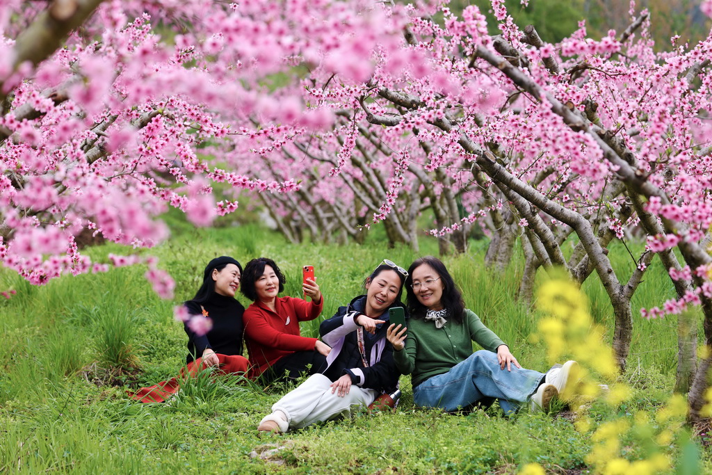 4月1日，游客在重慶市黔江區濯水鎮烏楊社區黃桃基地賞花游玩。新華社發（楊敏攝）