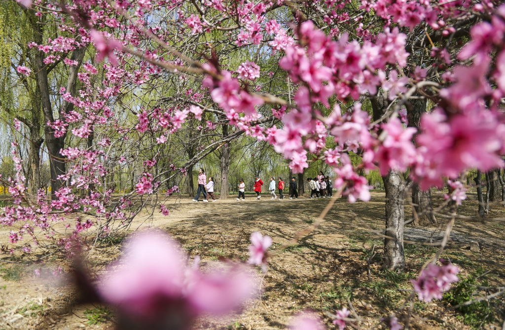 4月3日，游客在山東省東營市廣饒縣李鵲鎮一公園踏青賞花。新華社發（劉云杰攝）
