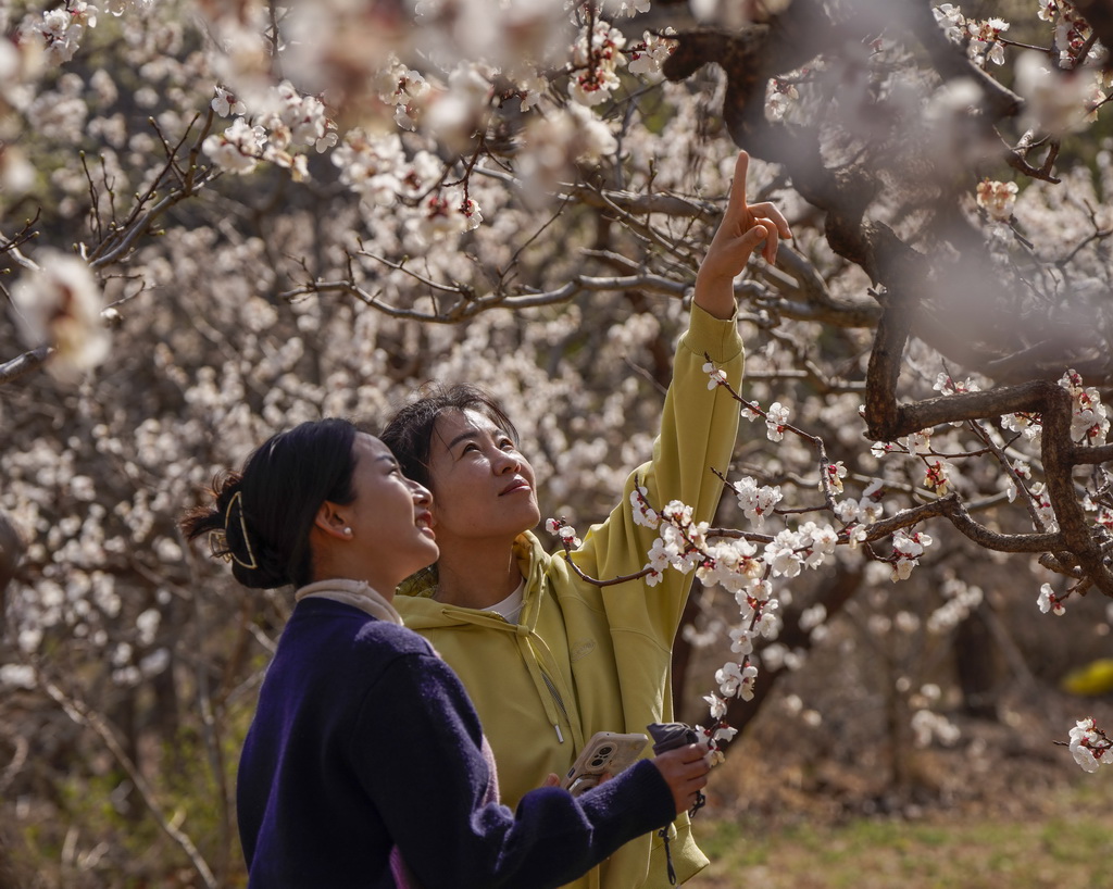 4月3日，游客在河北省遵化市南山常樂谷景區賞花游玩。新華社發（劉滿倉攝）