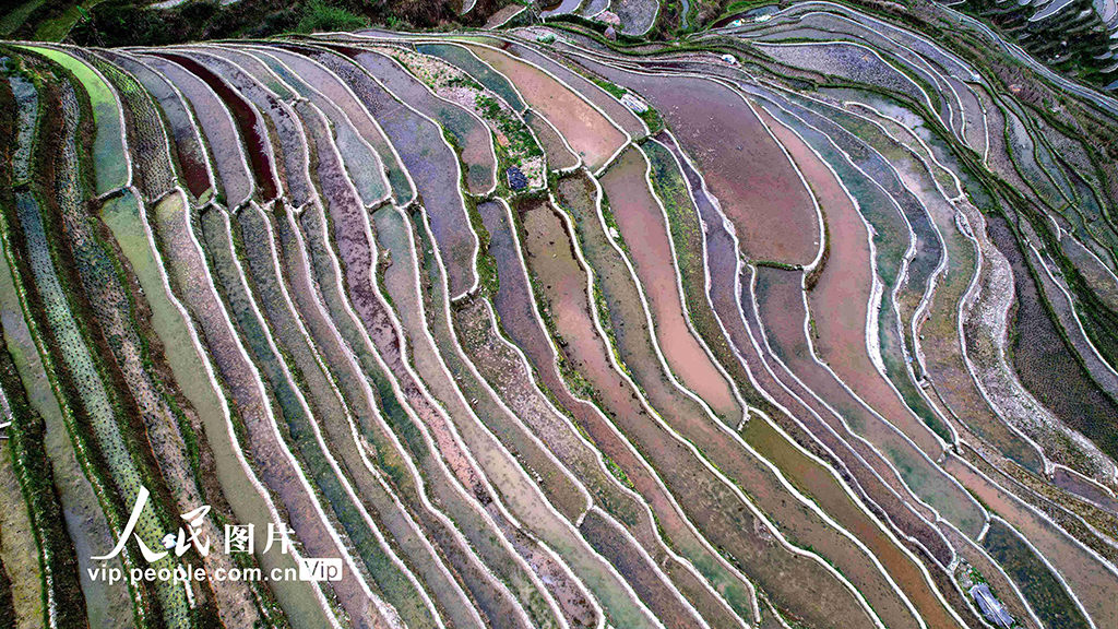 貴州從江:春日梯田美如畫【3】