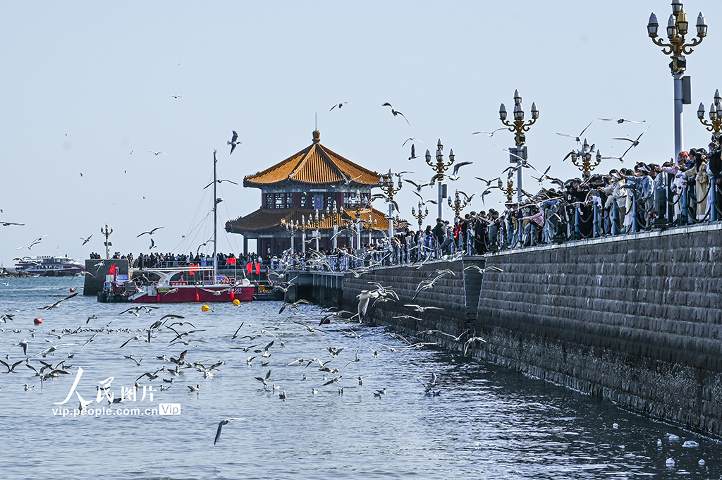 山東青島:棧橋景區游人如織【3】