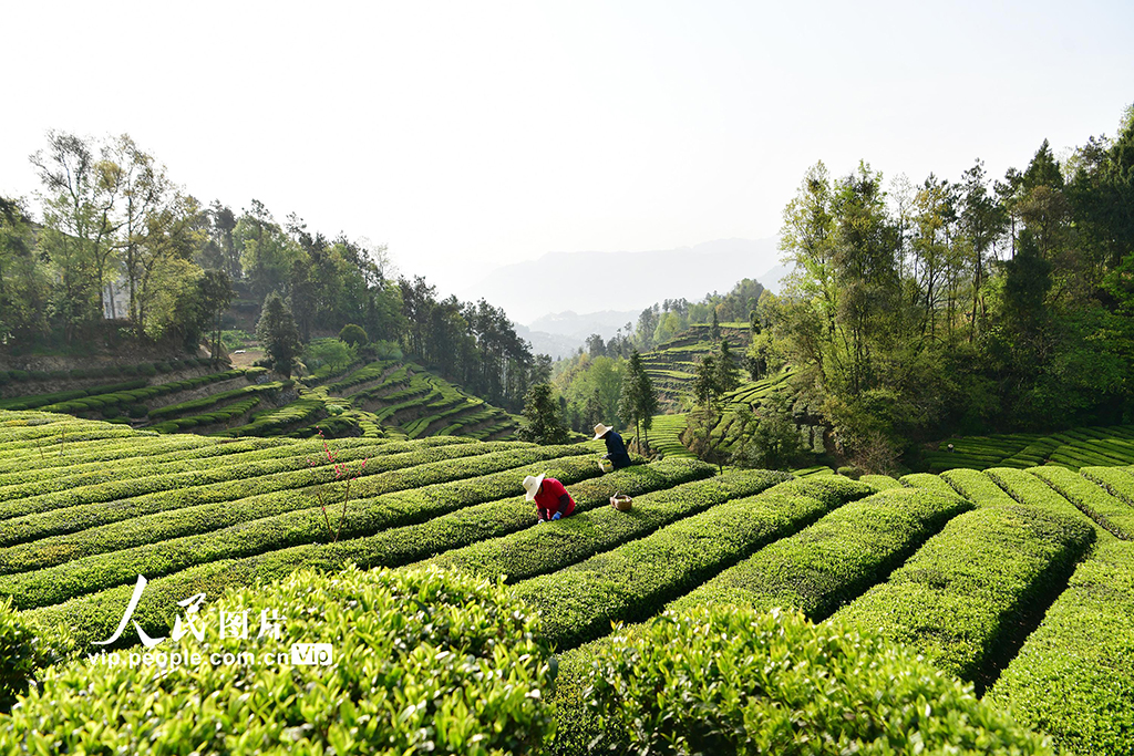 湖北秭歸:清明時節茶飄香【2】