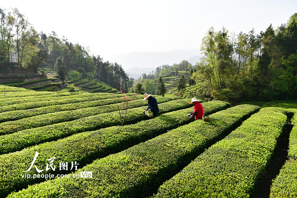 湖北秭歸:清明時節茶飄香【3】