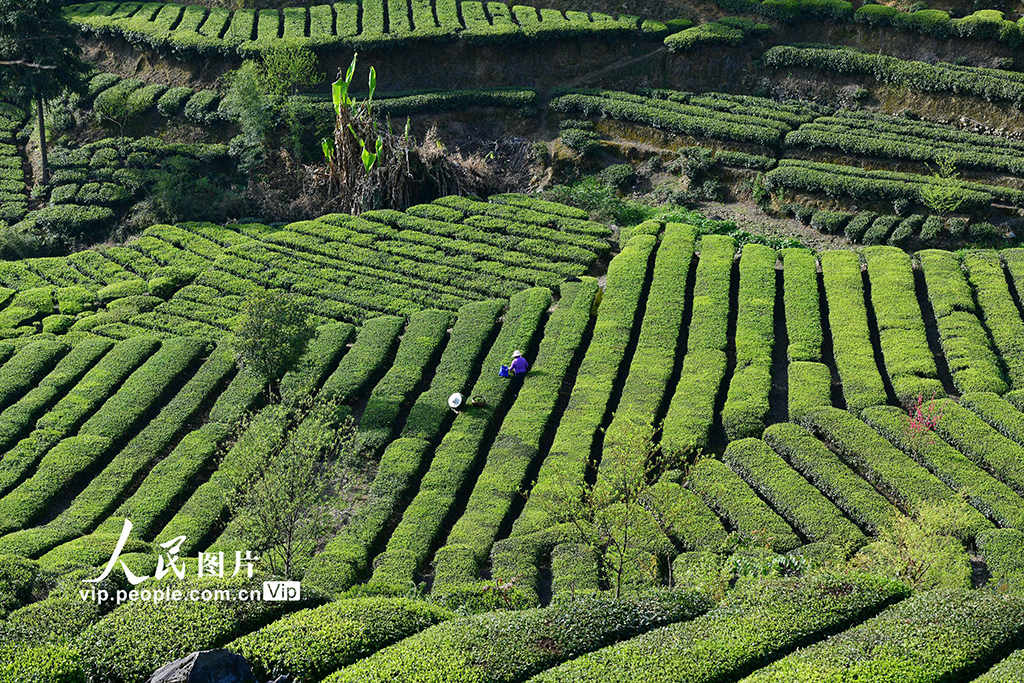 湖北秭歸:清明時節茶飄香【4】