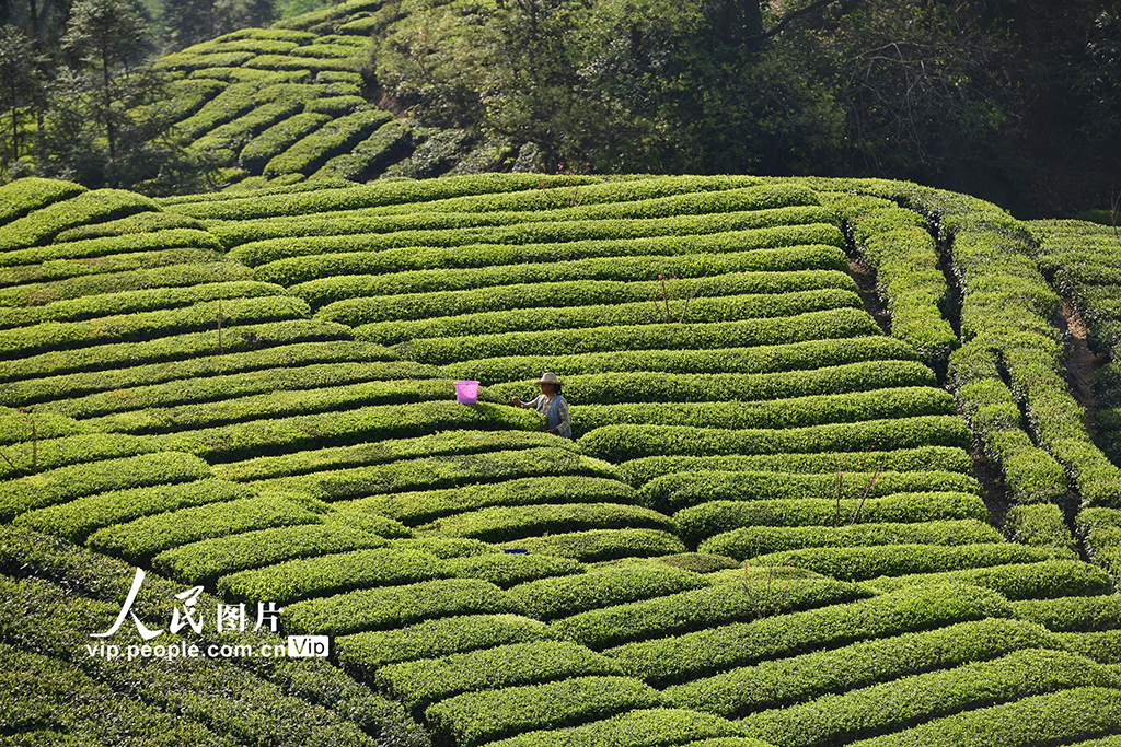 湖北秭歸:清明時節茶飄香【5】