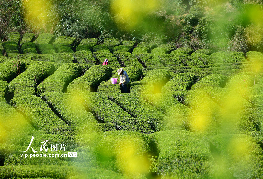 湖北秭歸:清明時節茶飄香【6】