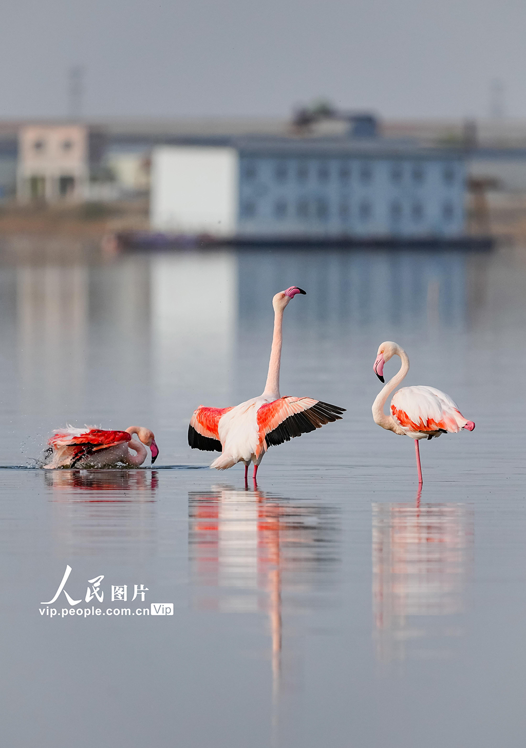 山西運城:鹽湖濕地火烈鳥舞翩躚【5】