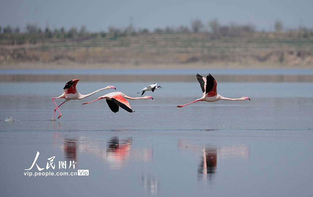 山西運城：鹽湖濕地火烈鳥舞翩躚【2】