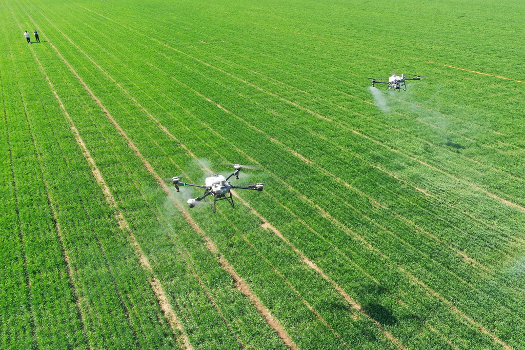 4月6日，在山東省青島市即墨區段泊嵐鎮瓦戈莊村綠色增糧先行示范區，農民采用植保無人機為小麥噴灑葉面肥（無人機照片）。