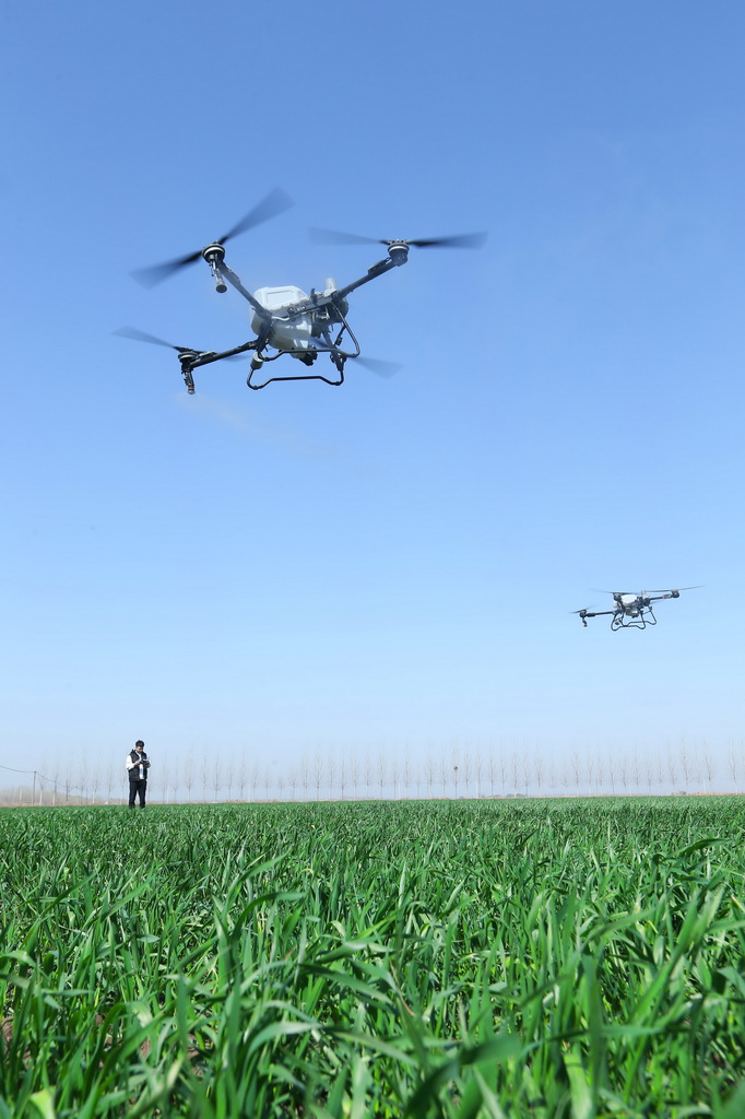 4月6日，在山東省青島市即墨區段泊嵐鎮瓦戈莊村綠色增糧先行示范區，農民采用植保無人機為小麥噴灑葉面肥。