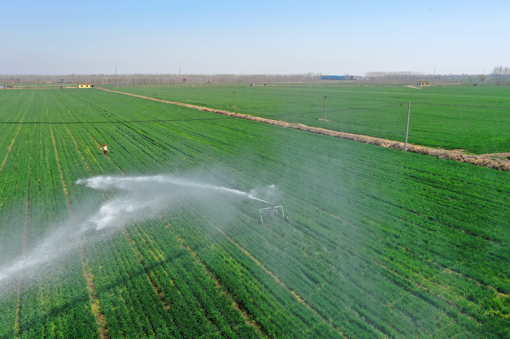 4月6日，在山東省青島市即墨區段泊嵐鎮瓦戈莊村綠色增糧先行示范區，農民采用卷盤式噴灌設備為小麥澆水（無人機照片）。