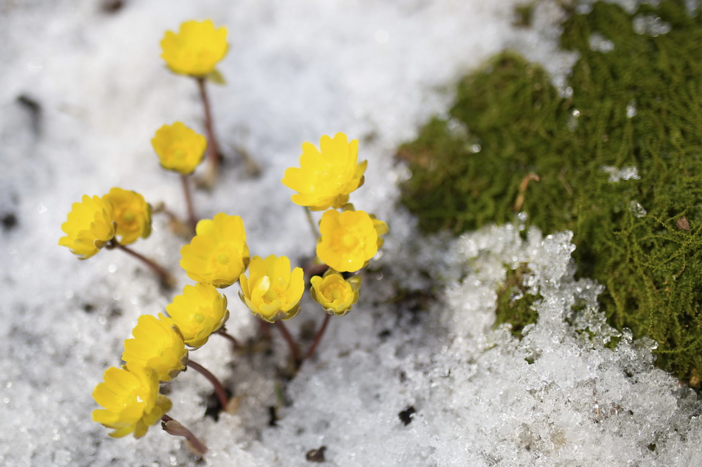 4月6日在黑龍江省佳木斯市湯原縣拍攝的冰凌花。新華社發（陳志國攝）