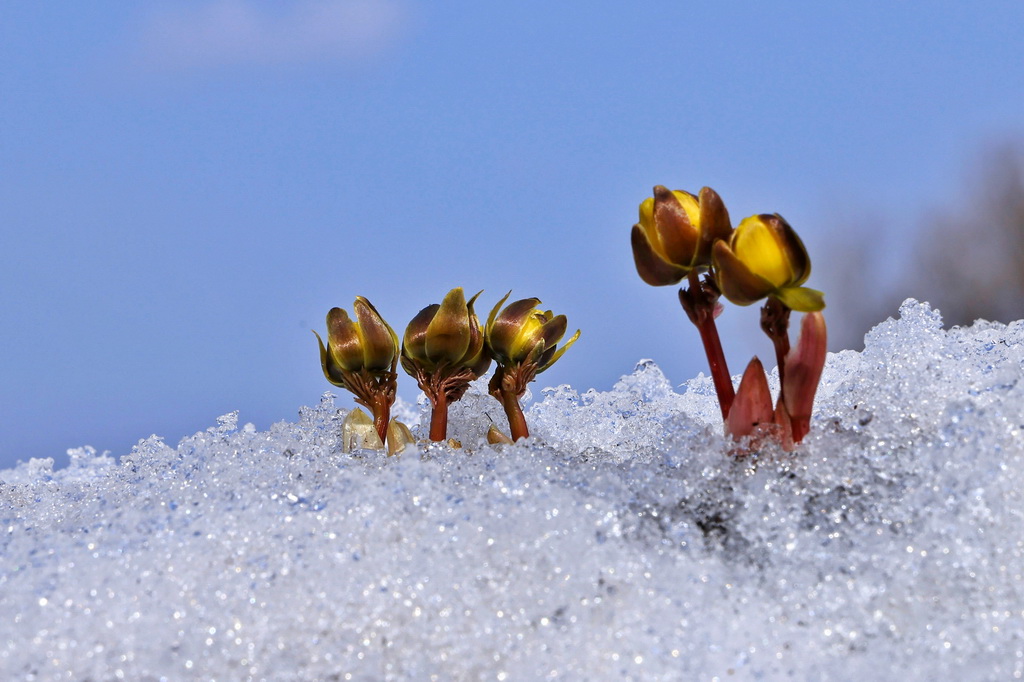 4月6日在黑龍江省同江市街津山拍攝的冰凌花。新華社發（劉萬平攝）