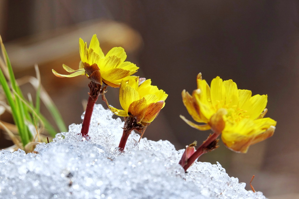 冰凌花破雪綻放迎春來
