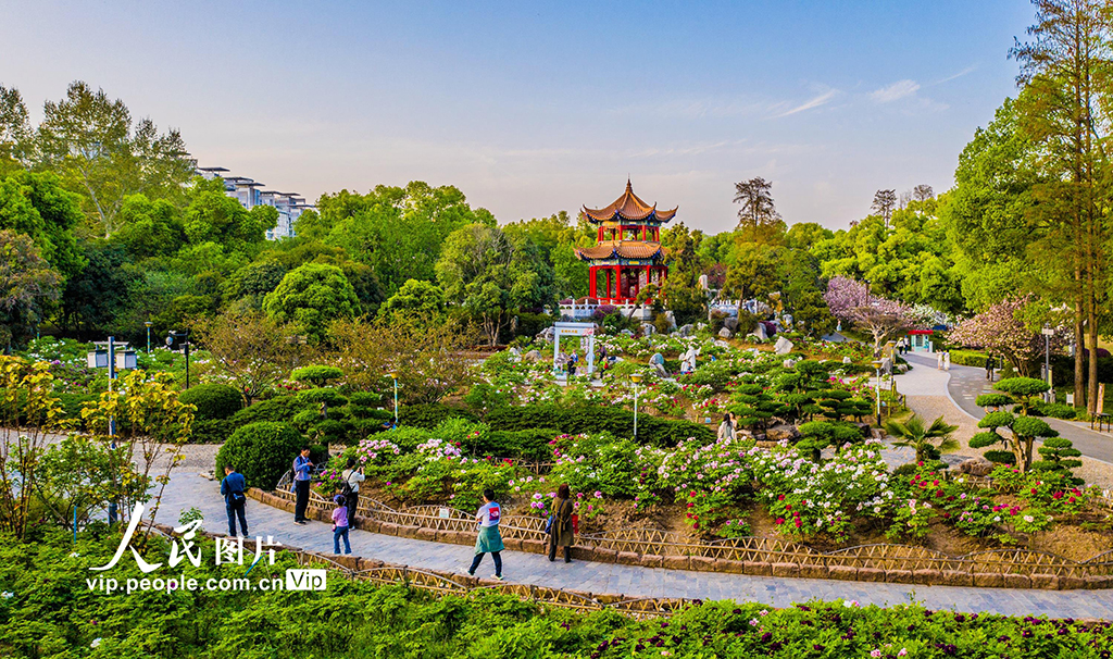 湖北武漢：東湖牡丹園花團錦簇引客來【3】