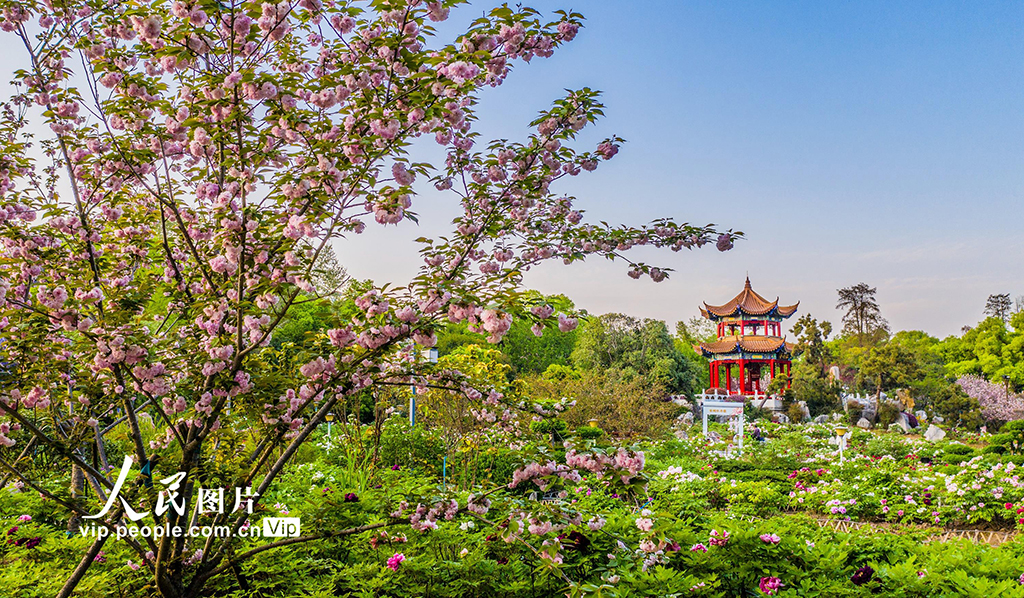 湖北武漢：東湖牡丹園花團錦簇引客來【2】