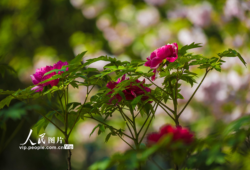 湖北武漢:東湖牡丹園花團錦簇引客來【4】