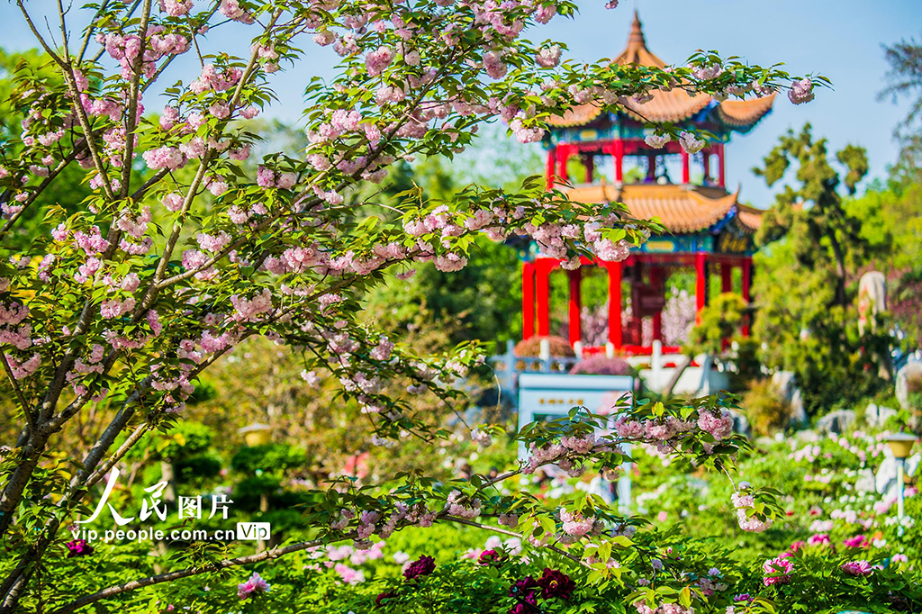 湖北武漢:東湖牡丹園花團錦簇引客來【5】