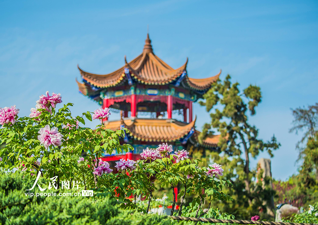 湖北武漢：東湖牡丹園花團錦簇引客來