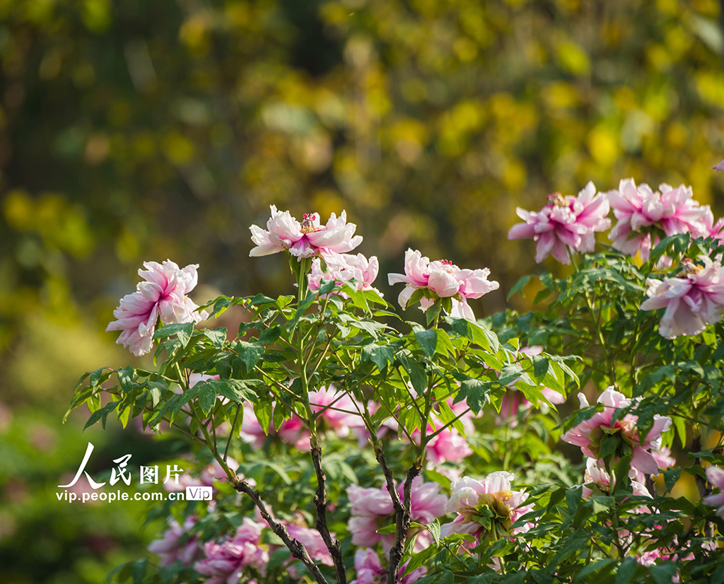 湖北武漢:東湖牡丹園花團錦簇引客來【6】