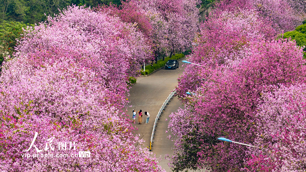 廣西柳州：30萬株洋紫荊迎來盛花期
