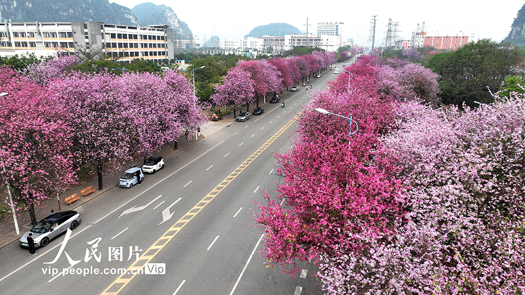 廣西柳州:30萬株洋紫荊迎來盛花期【2】
