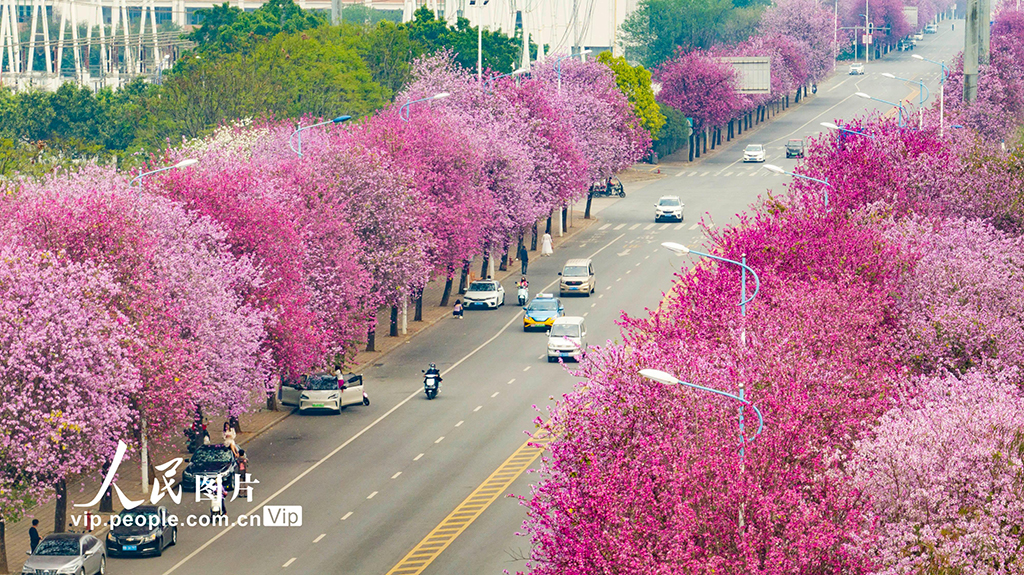 廣西柳州:30萬株洋紫荊迎來盛花期【3】