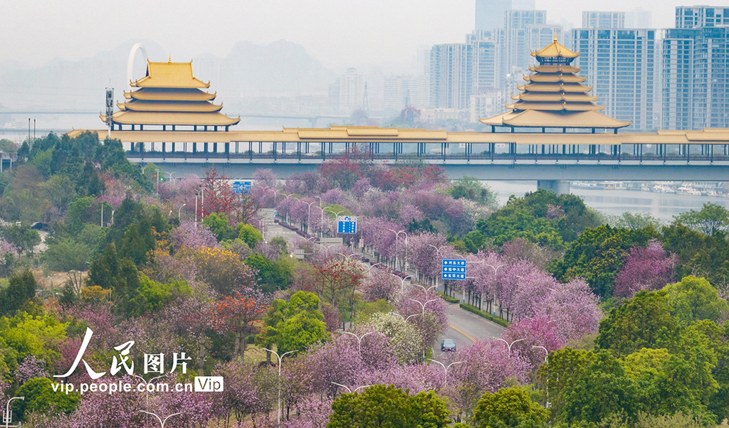 廣西柳州:30萬株洋紫荊迎來盛花期【4】