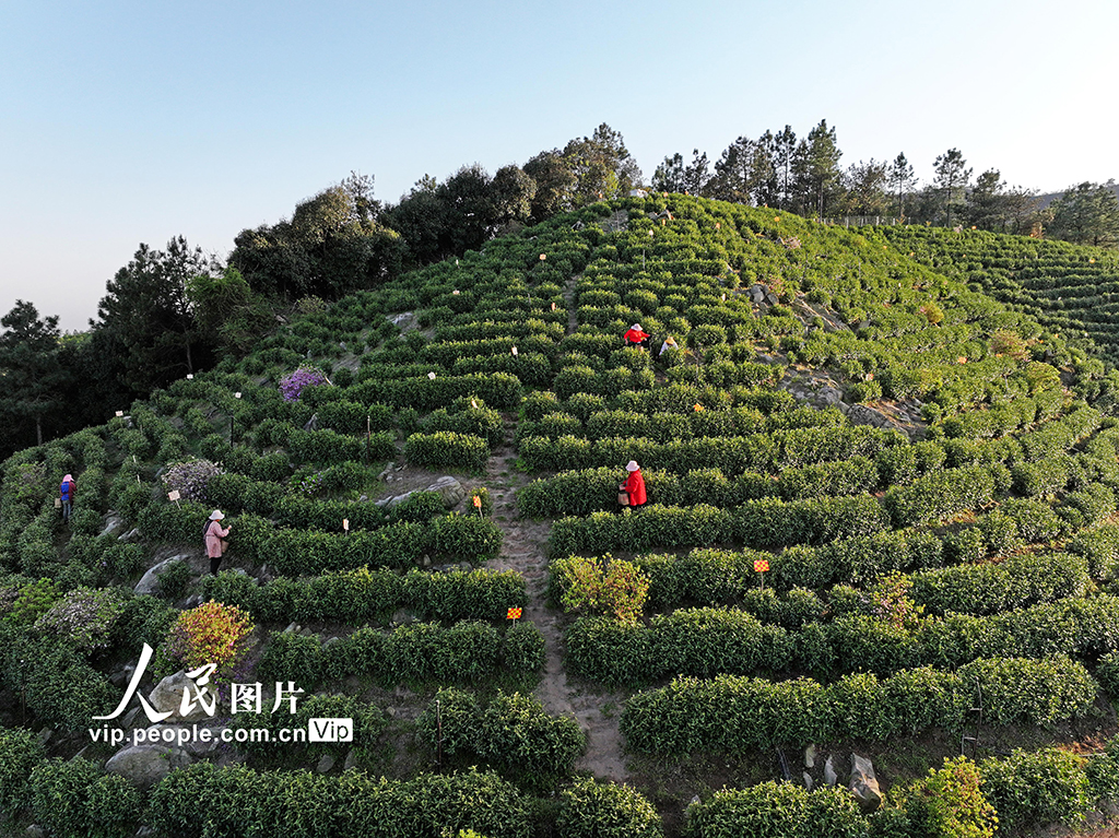 安徽廣德:采摘茶葉 供應市場【3】