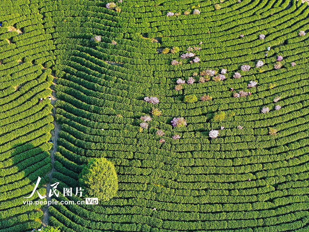 安徽廣德：采摘茶葉 供應市場