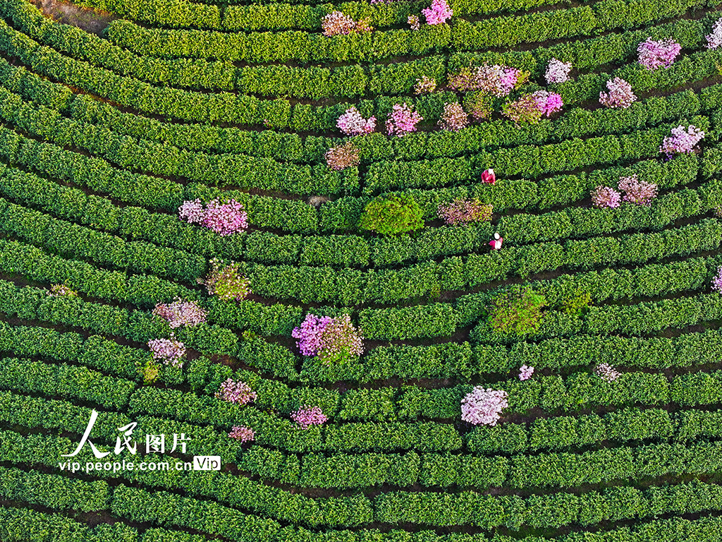 安徽廣德:采摘茶葉 供應市場【2】