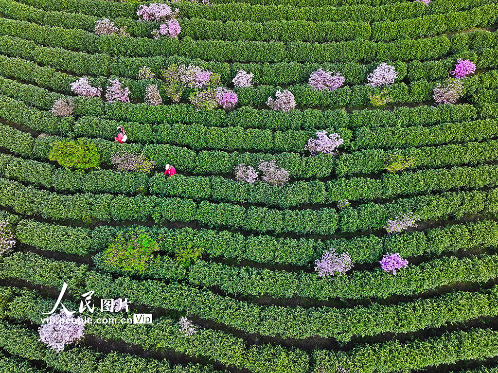 安徽廣德:采摘茶葉 供應市場【5】